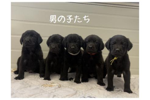 販売中の千葉県のミックス犬-361457の6枚目